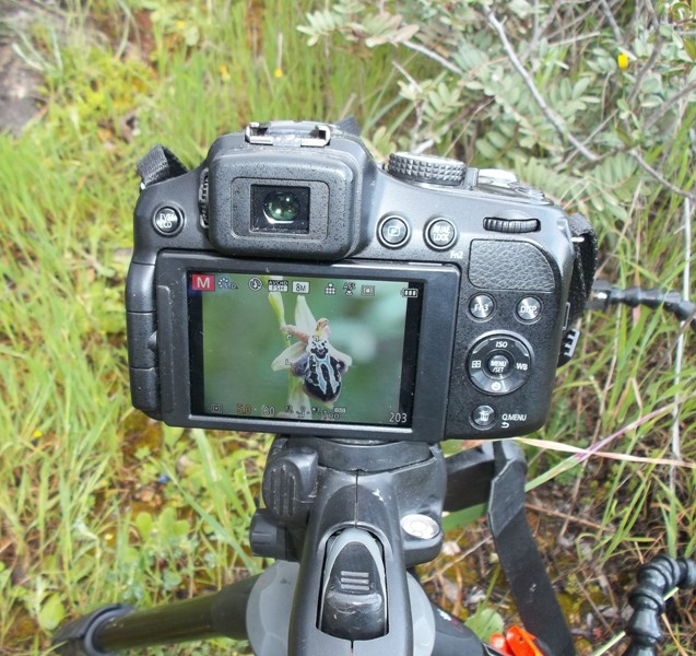 Orchidee di Creta: tra mitologia, montagne e natura, marzo 2015